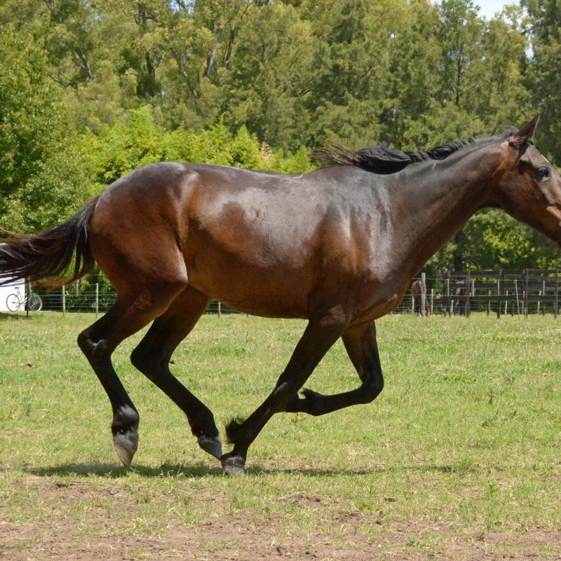 cavallo purosangue