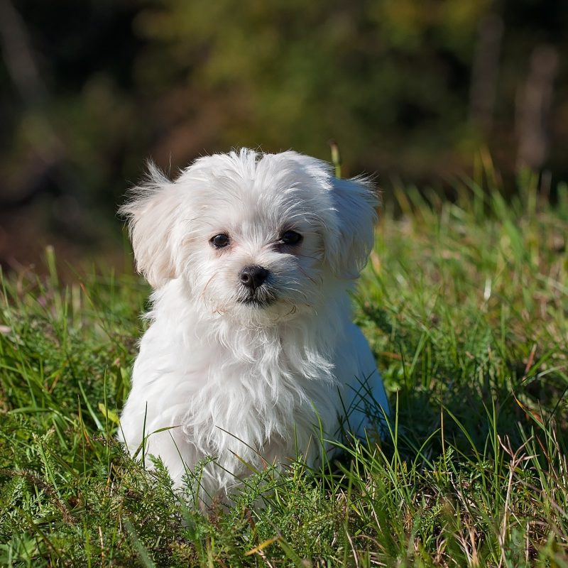 maltese cucciolo