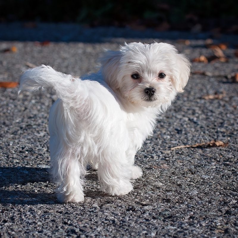 maltese