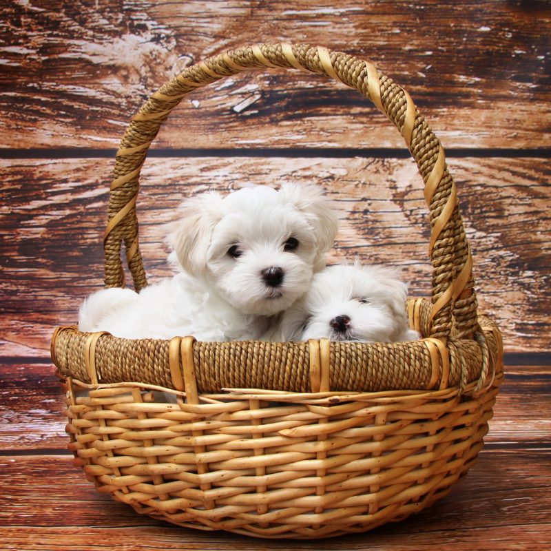 Golden Retriver, Maltesi & Maltipoo